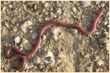 Змия-червеница /Typhlops vermicularis/