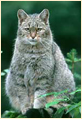 Дива котка (Felis sylvestris)