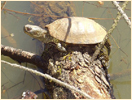 Обикновена блатна костенурка /Emys orbicularis/ 