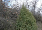 Червена хвойна (Juniperus oxycedrus) и Драка (Paliurus spina-christi)
